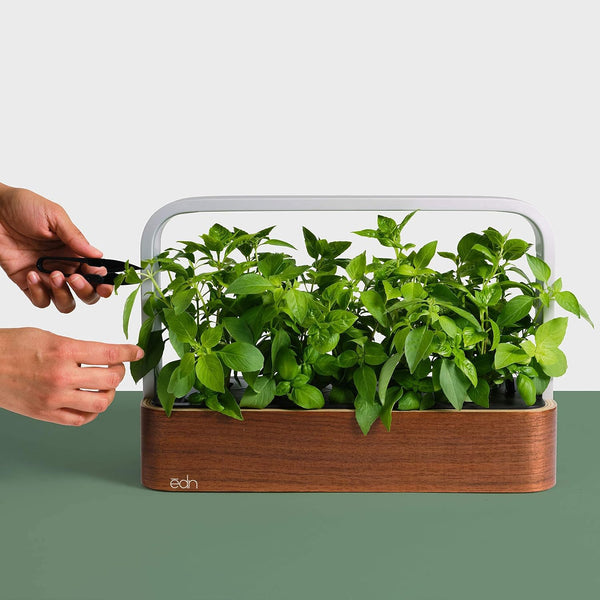 SmallGarden vs Traditional Indoor Pots: Which Is Better? ✨