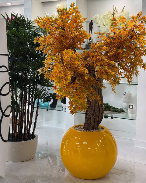 Bring Tranquility Home with a Beautiful Bonsai!