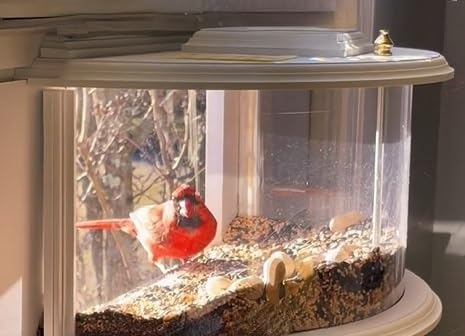 WindowWatch Bird Feeder Sanctuary